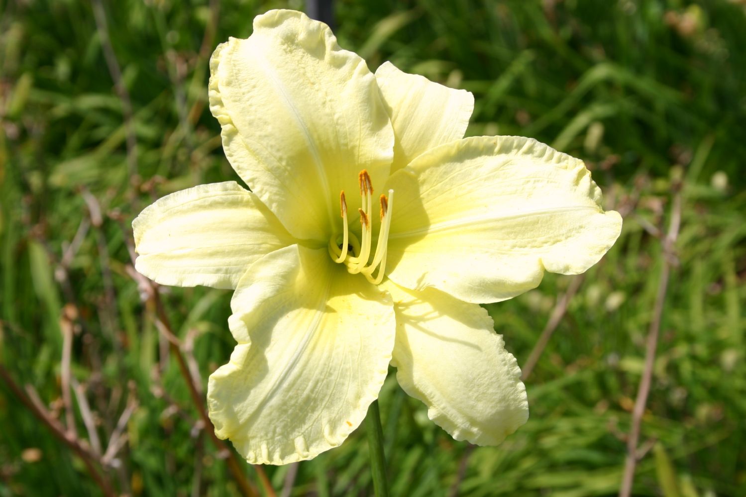 Hemerocallis 'So Lovely' Großblumige Taglilie