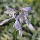 Hosta 'Patriot' (Funkie | Herzblattlilie)