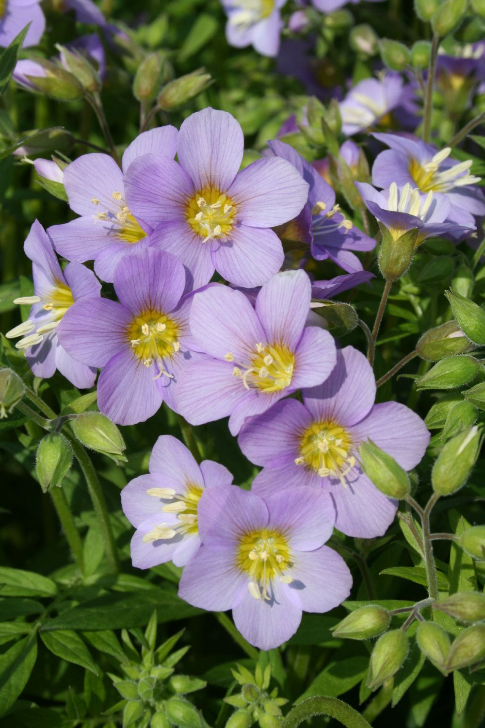 Polemonium Hybride 'Lambrook Mauve' Jakobsleiter