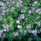 Polemonium Hybride 'Lambrook Mauve' (Jakobsleiter)