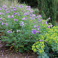 Polemonium Hybride 'Lambrook Mauve' (Jakobsleiter)
