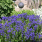 Veronica austriaca ssp. teucrium 'Knallblau' (Ehrenpreis)