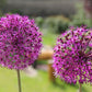 Allium 'Purple Sensation' (Kugellauch | Zierlauch)