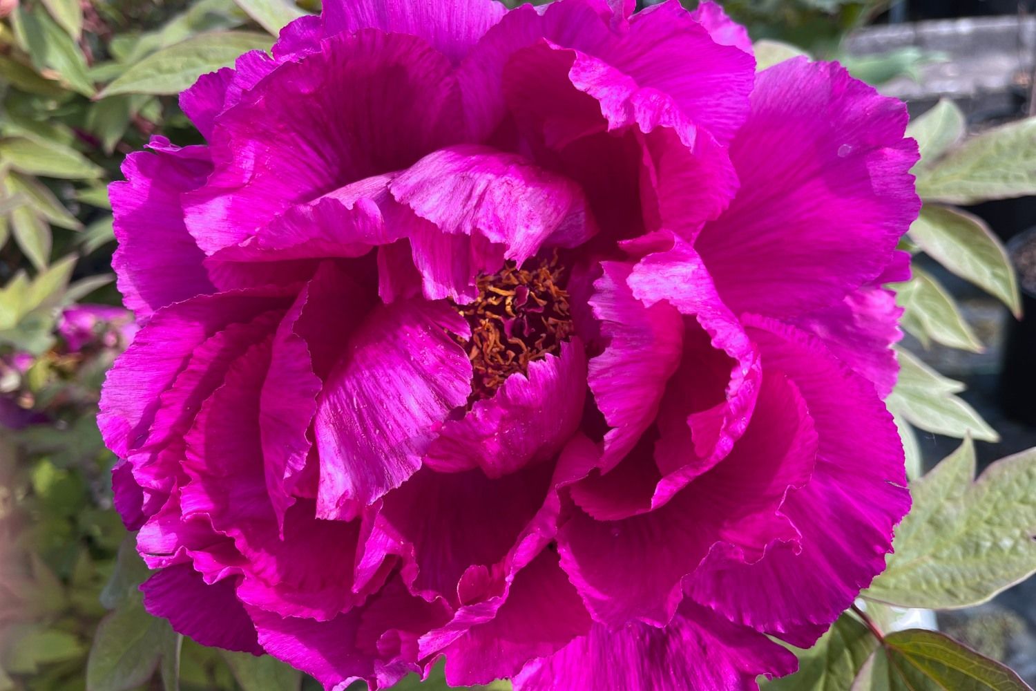 Paeonia suffruticosa 'Shima Daijin' Strauchpfingstrose 'Neuer Blumenminister'