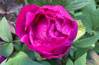 Paeonia suffruticosa 'Shima Daijin' (Strauchpfingstrose 'Neuer Blumenminister')