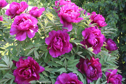 Paeonia suffruticosa 'Shima Daijin' (Strauchpfingstrose 'Neuer Blumenminister')