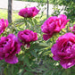 Paeonia suffruticosa 'Shima Daijin' (Strauchpfingstrose 'Neuer Blumenminister')