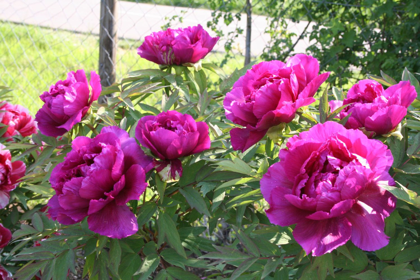 Paeonia suffruticosa 'Shima Daijin' (Strauchpfingstrose 'Neuer Blumenminister')