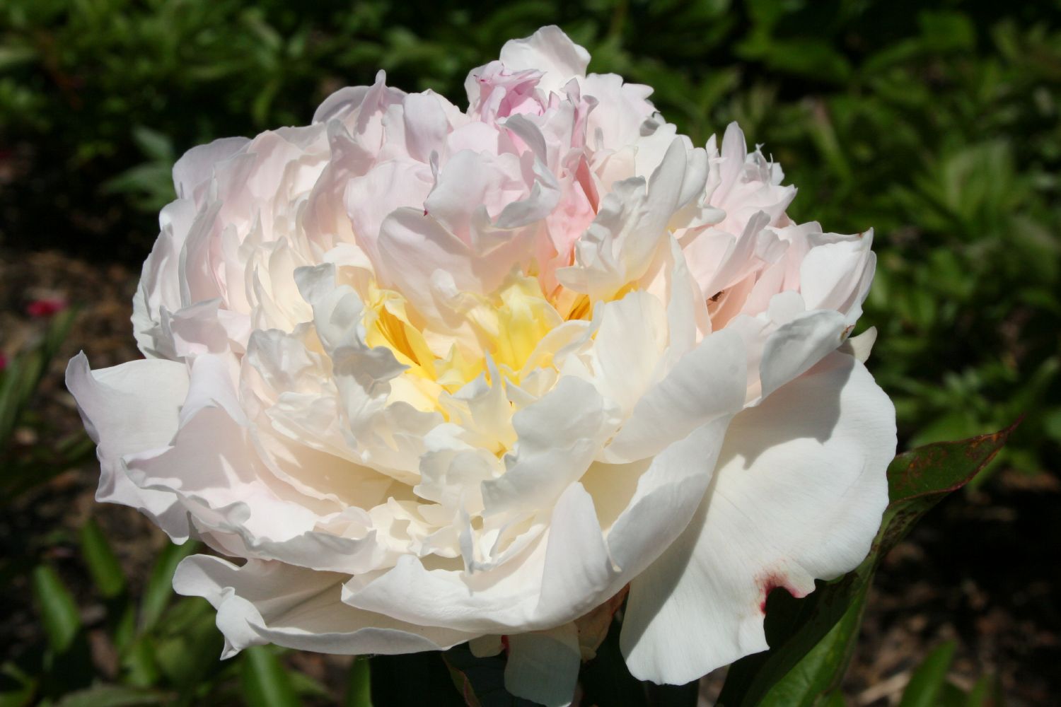 Paeonia lactiflora 'Blush Queen' Staudenpfingstrose