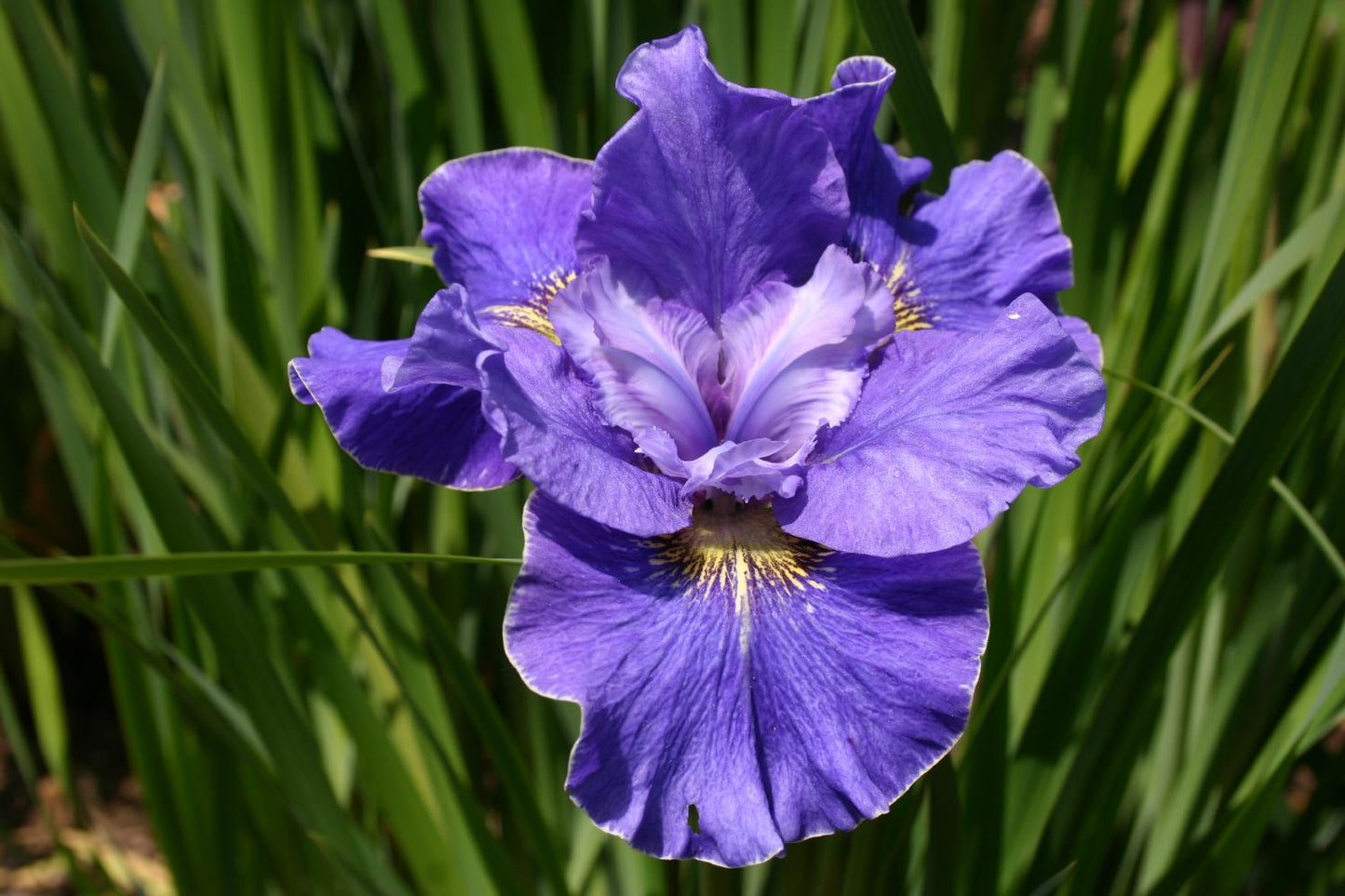 Iris sibirica 'Blaue Milchstraße' (Sibirische Schwertlilie)