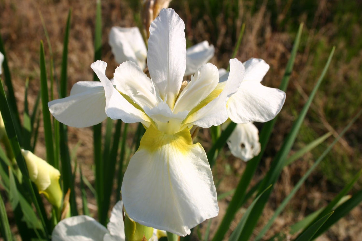 Iris sibirica 'Fourfold White' Sibirische Schwertlilie