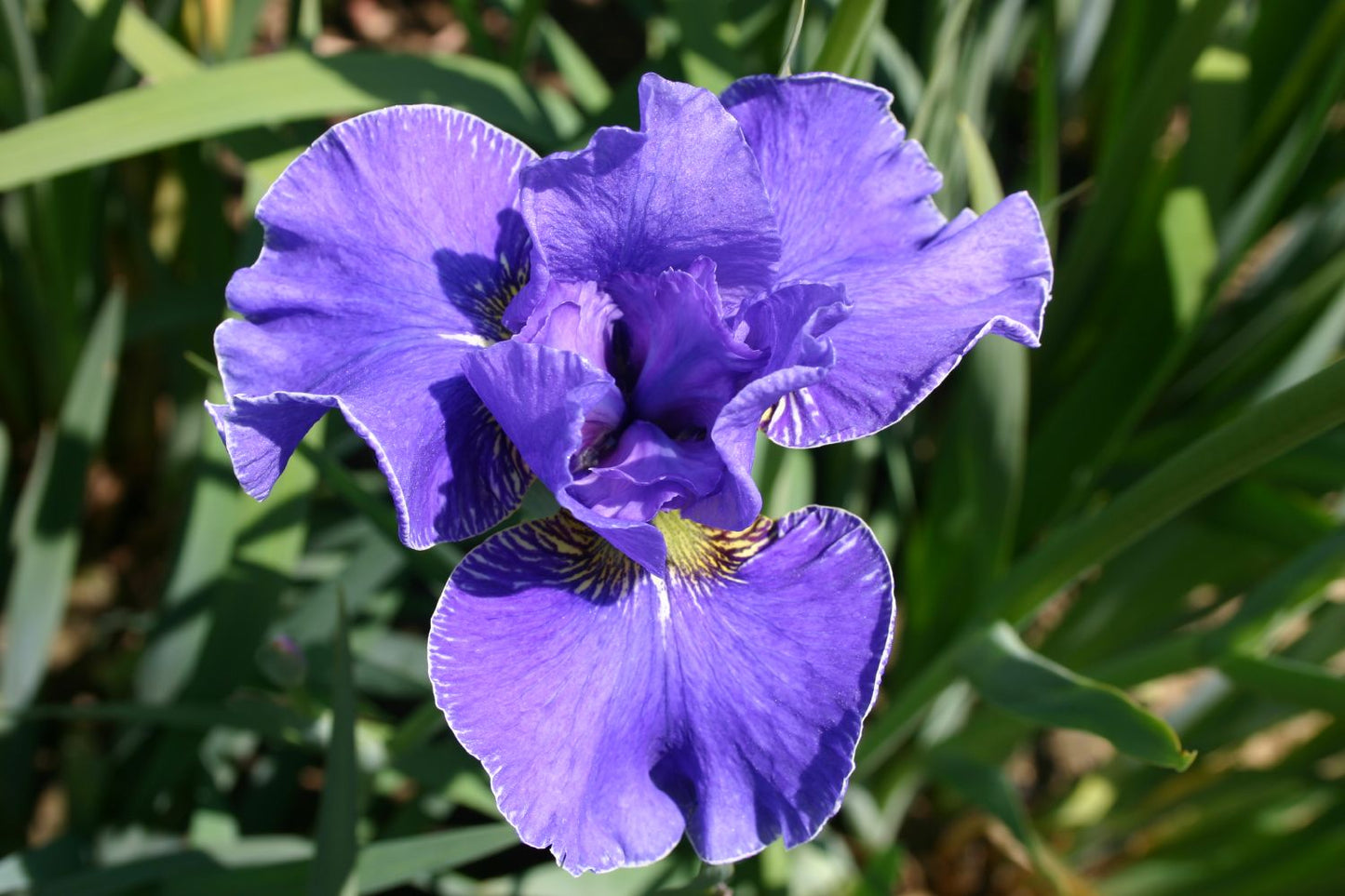 Iris sibirica 'Silberkante' Sibirische Schwertlilie