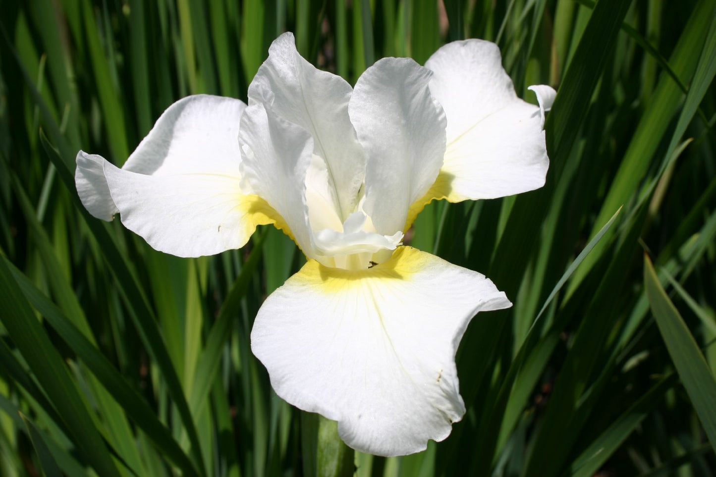 Iris sibirica 'Viel Schnee' Sibirische Schwertlilie