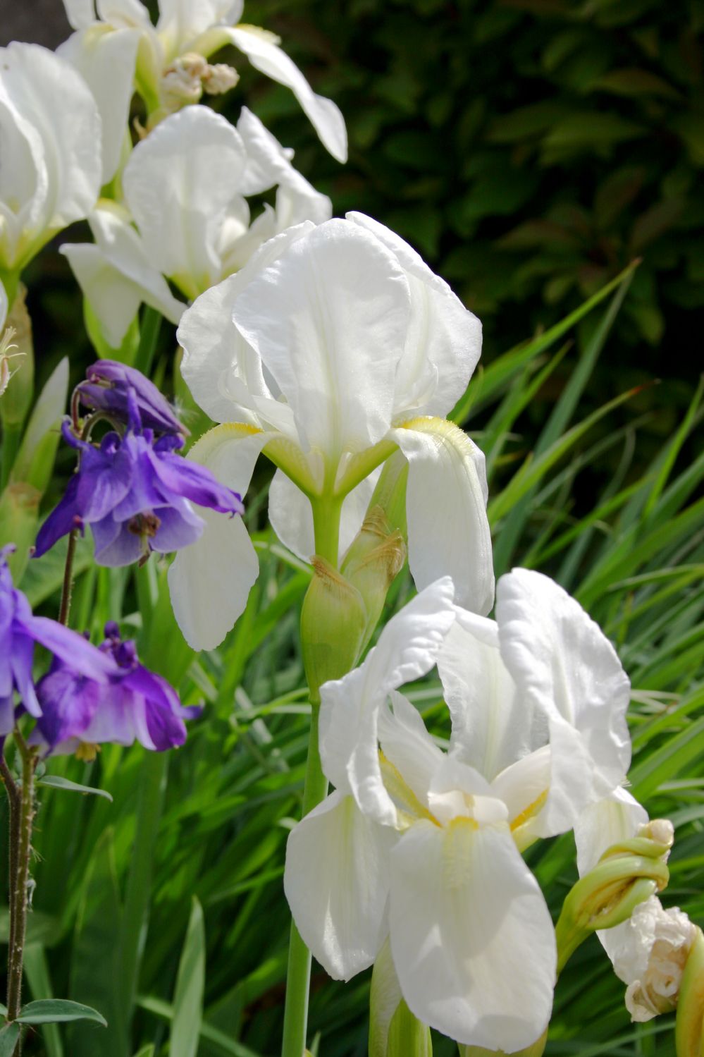 Iris albicans Schwertlilie