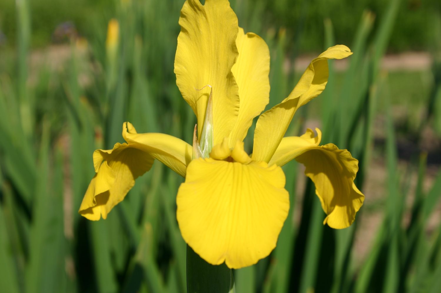 Iris crocea Steppeniris