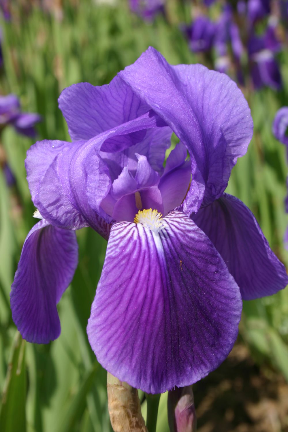 Iris spectabilis (Schwertlilie)