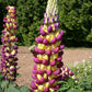 Lupinus polyphyllus 'Manhattan Lights' (Lupine)