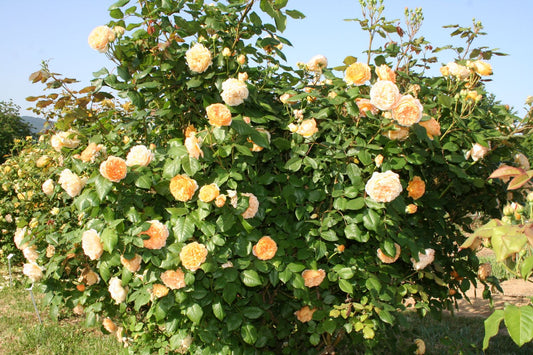 Rose 'Crown Princess Margareta' Englische Rose