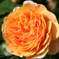 Rose 'Crown Princess Margareta' (Englische Rose)