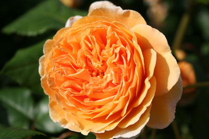 Rose 'Crown Princess Margareta' (Englische Rose)
