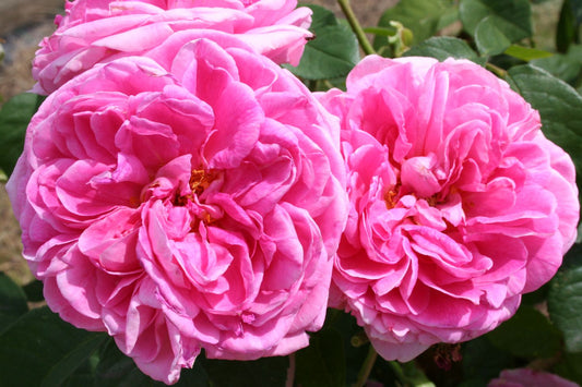 Rose 'Gertrude Jekyll' Englische Rose