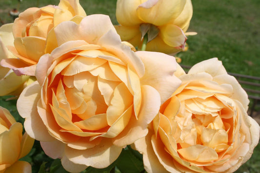 Rose 'Golden Celebration' Englische Rose