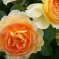 Rose 'Molineux' (Englische Rose)