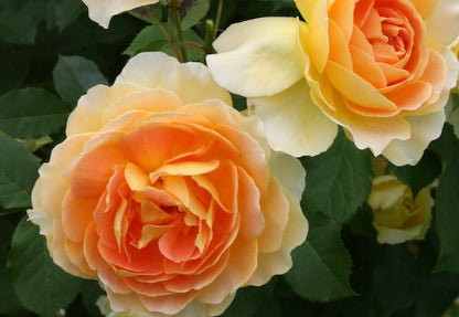 Rose 'Molineux' Englische Rose