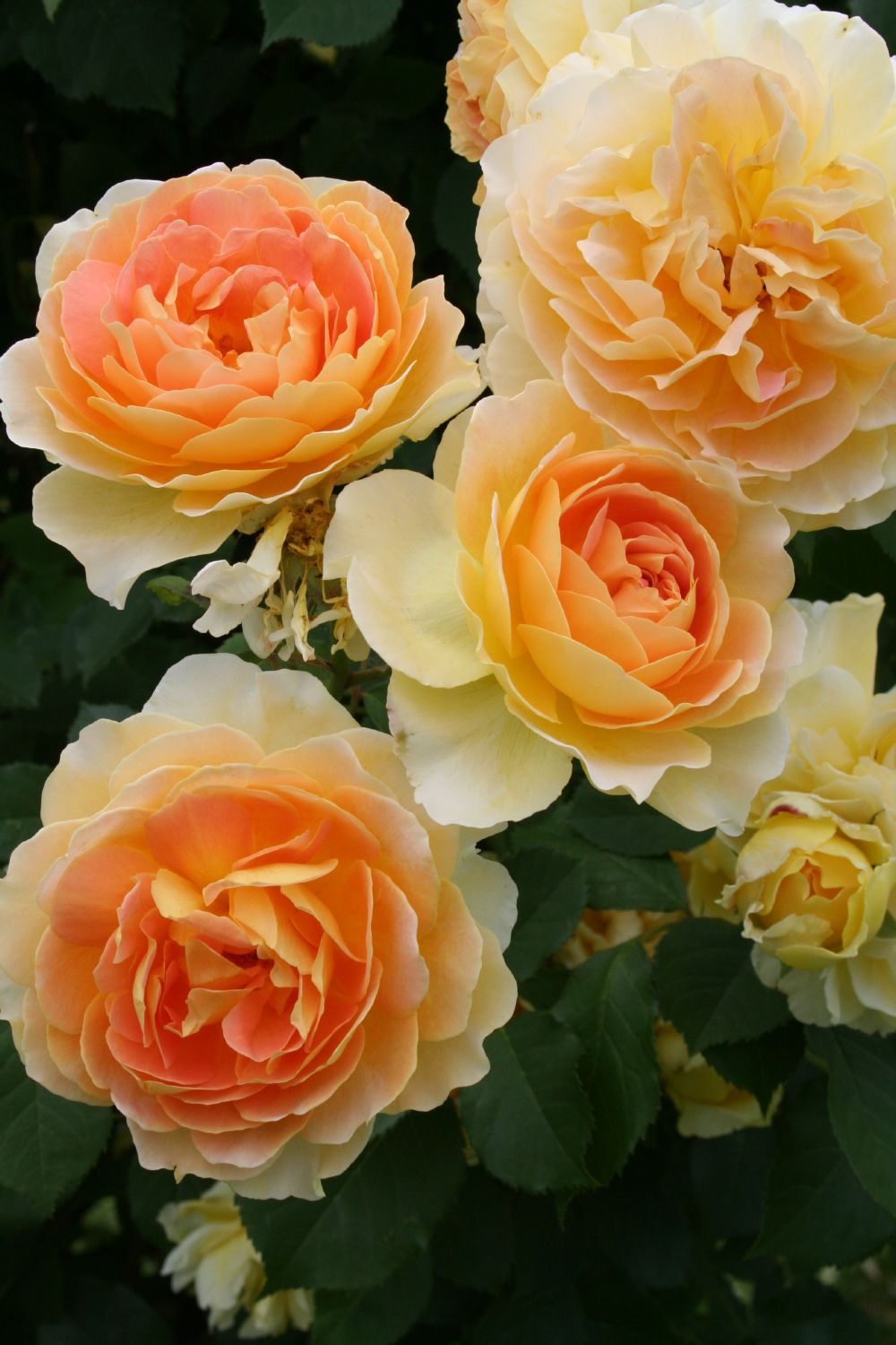 Rose 'Molineux' (Englische Rose)