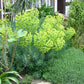 Euphorbia characias 'Humpty Dumpty' (Wolfsmilch)
