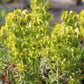 Euphorbia characias 'Humpty Dumpty' (Wolfsmilch)