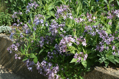 Amsonia orientalis (Amsonie)