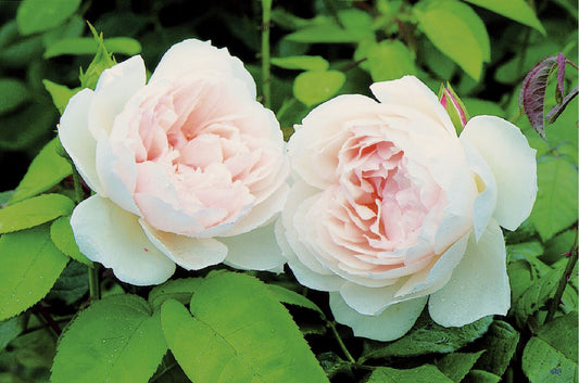 Rose 'The Generous Gardener' Englische Rose