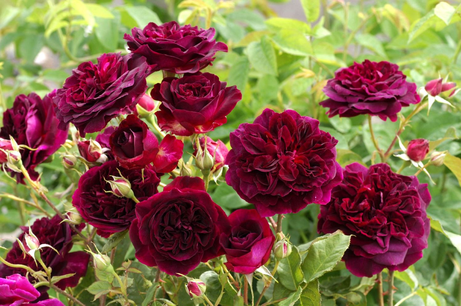 Rose 'Munstead Wood' Englische Rose