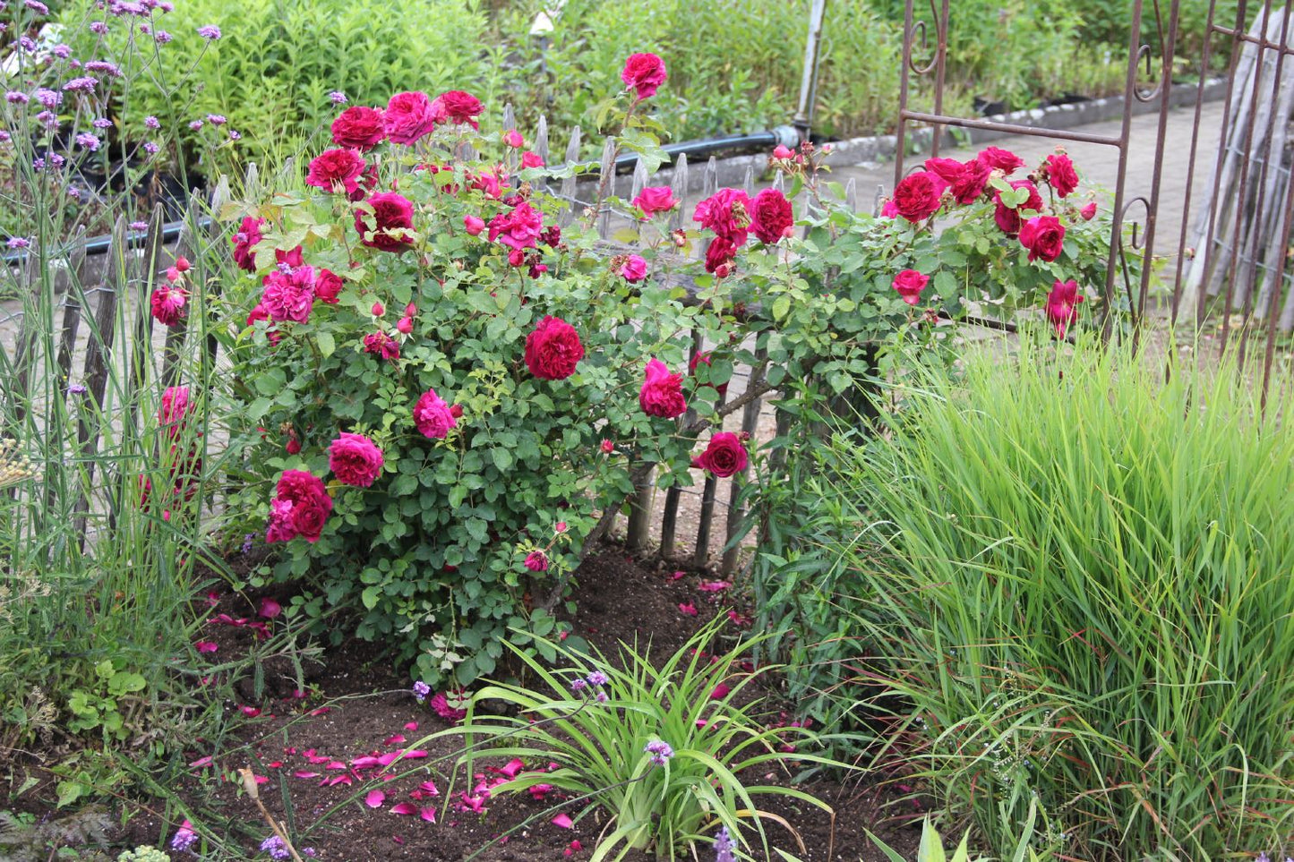 Rose 'Munstead Wood' (Englische Rose)