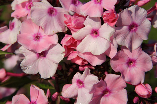 Phlox paniculata 'Sweet Summer Fragrance' Flammenblume