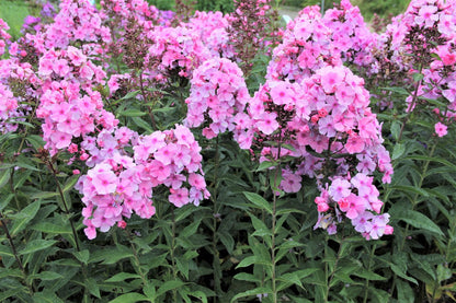 Phlox paniculata 'Sweet Summer Fragrance' (Flammenblume)
