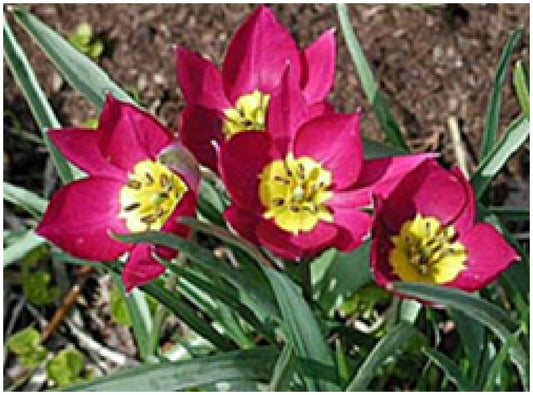 Tulipa humilis 'Persian Pearl' (Persische Wildtulpe)