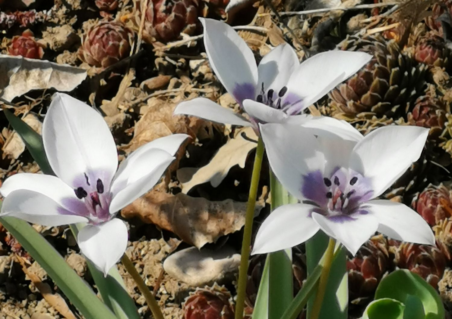 Tulipa humilis 'Alba' Weiße Wildtulpe
