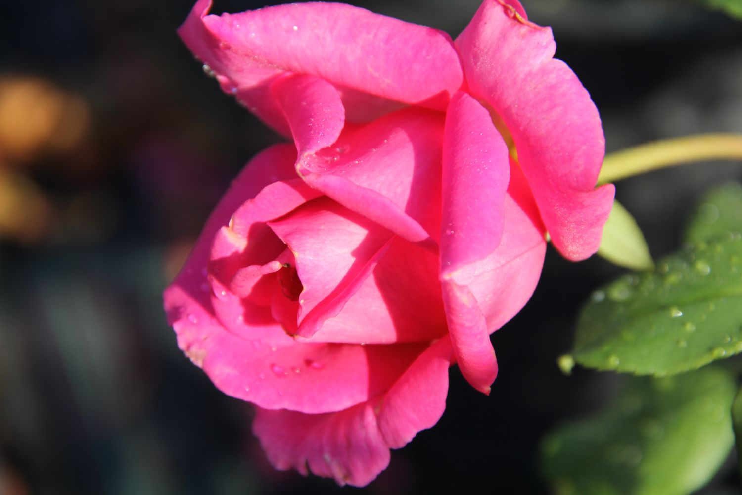 Rose 'Duftrausch' Edelrose