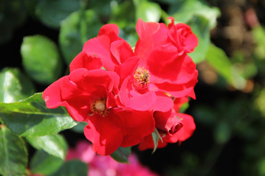 Rose 'Alpenglühen' (Bodendeckerrosen)