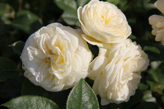 Rose 'Artemis' (Strauchrose)