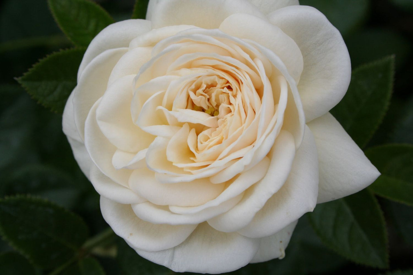 Rose 'Artemis' (Strauchrose)