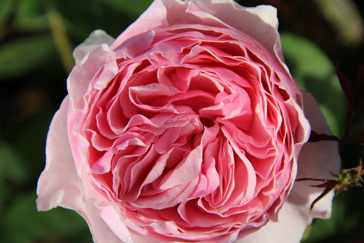 Rose 'Gartenträume' Strauchrose