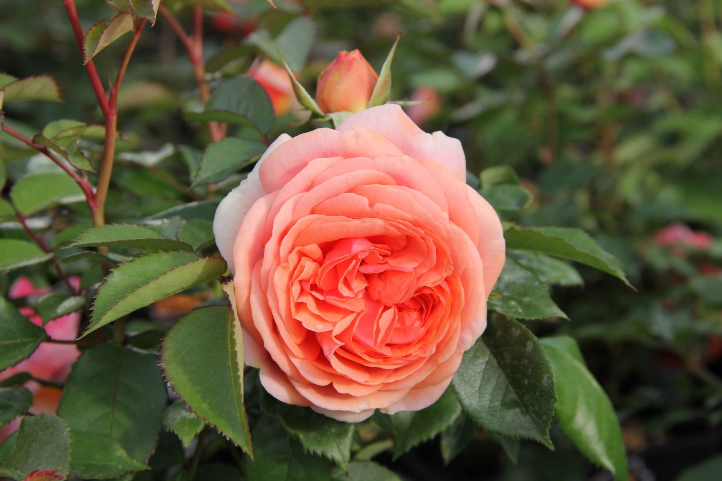 Rose 'Chippendale' Strauchrose