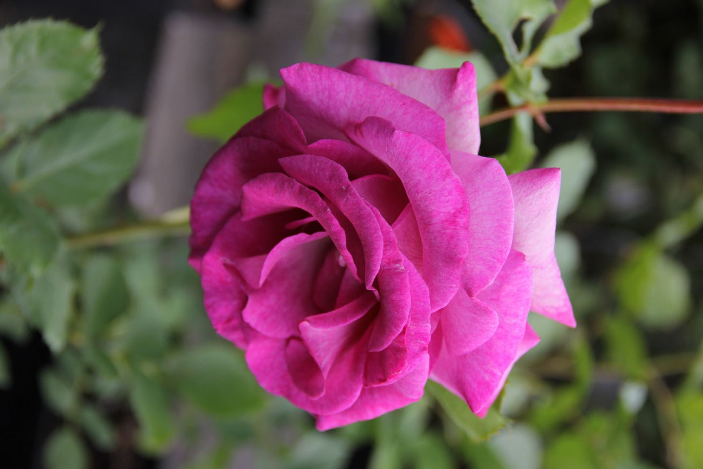 Rose 'Climbing Violette Parfumée' (Kletterrose)