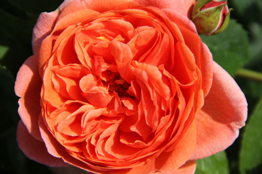 Rose 'Summer Song' Englische Rose