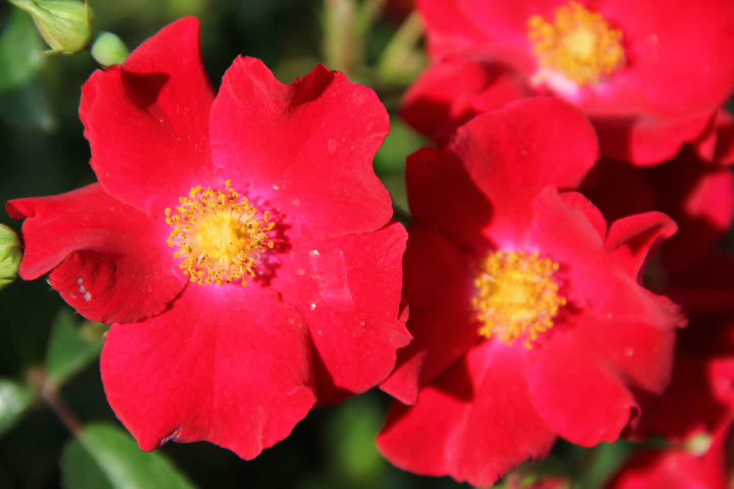 Rose 'Alcantara' (Bodendeckerrose)