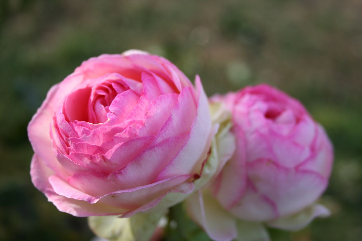 Rose 'Eden Rose' (Strauchrose)