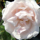 Rose 'New Dawn' (Kletterrose)